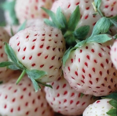 Alpine Strawberry, Mulberry Fruit, Strawberry Varieties, Alpine Strawberries, Growing Pineapple, Strawberry Tree, Bonsai Seeds, Gardening Zones, White Strawberry