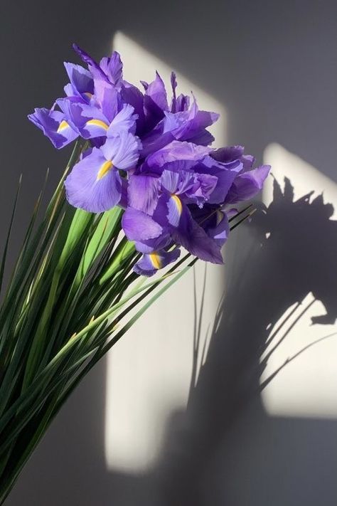 Iris Astethic, Iris Flowers Aesthetic Wallpaper, Purple Lillies Aesthetic, Aesthetic Iris Flower, Blue Iris Flowers Aesthetic, Purple Iris Aesthetic, Iris Purple Aesthetic, Bouquet Of Irises, Iris Wallpaper Aesthetic