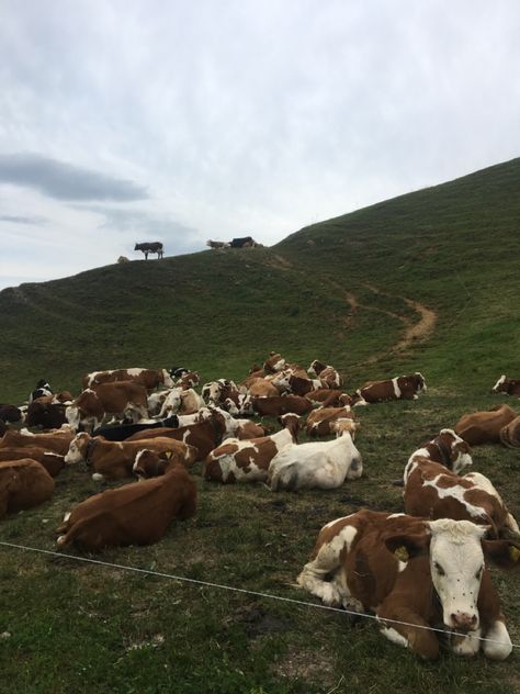 Canada Farm Aesthetic, American Farm Aesthetic, Old Farm Aesthetic, Dairy Farm Aesthetic, Cow Aesthetic Wallpaper, Canada Countryside, Old Country Aesthetic, Netherlands Countryside, Agriculture Aesthetic