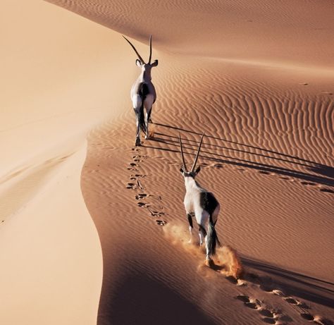 Oryx in the desert African Animals Photography, African Wildlife Photography, Desert Aesthetic, Deer Photos, Namib Desert, Africa Wildlife, Arabian Art, Africa Animals, Desert Life