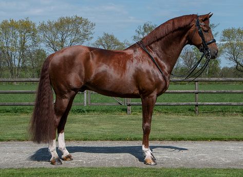 Chestnut Warmblood, Kwpn Horse, Luxury Horse Barns, Standardbred Horse, Standing Horse, Horse Standing, Dutch Warmblood, Warmblood Horses, Horse Anatomy