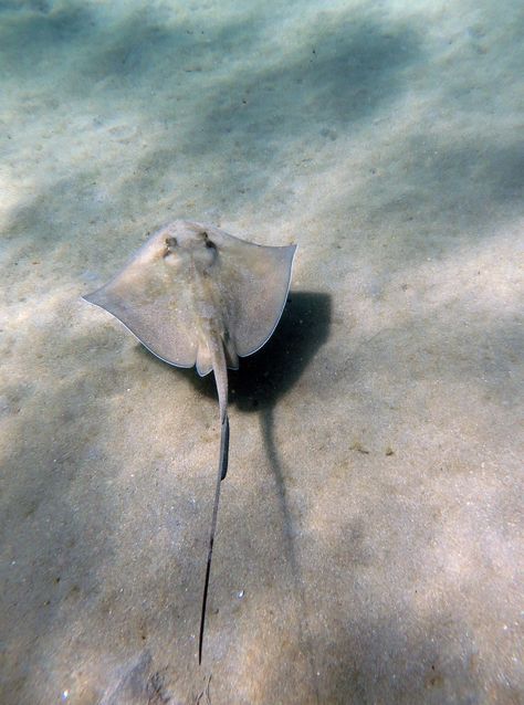 Southern stingray (Dasyatis americana), Douglas Bay, Cabrits National Park Southern Stingray, Weird And Wonderful, Stingray, Half Sleeve, National Park, National Parks, Wonder, Fish