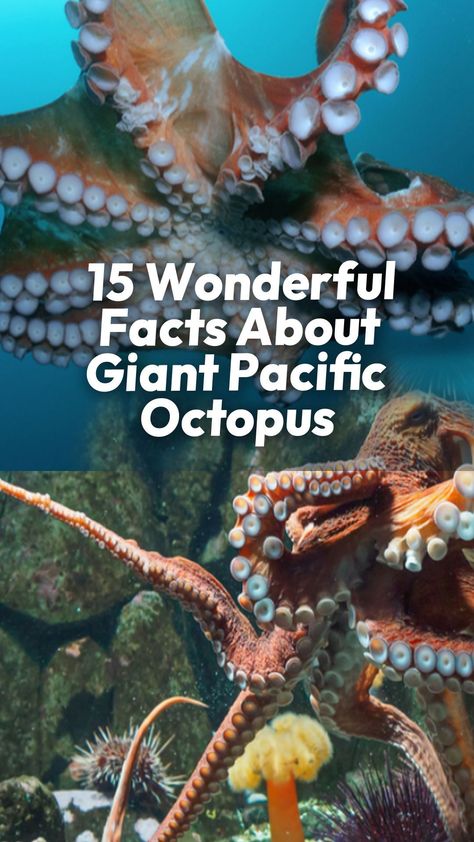 Great Pacific Octopus, Pacific Giant Octopus, Octopus Reference, Octopus Photography, Octopus Facts, Octopus Photos, Octopus Party, Octopus Pictures, Oceanography Marine Biology