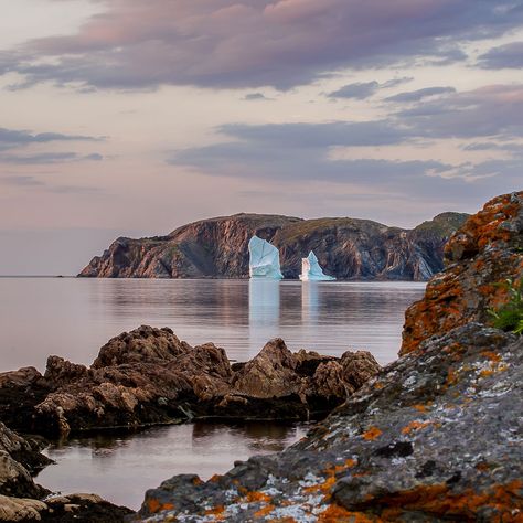 Newfoundland And Labrador, Newfoundland, Polar Bear, Labrador, Tourism