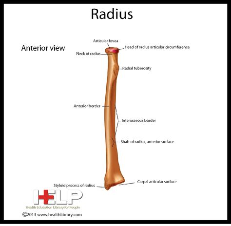 Radius Radius Bone Anatomy, Limb Anatomy, Radius Bone, Upper Limb Anatomy, Human Science, Medical Study, Anatomy Lessons, Anatomy References, Skeletal System