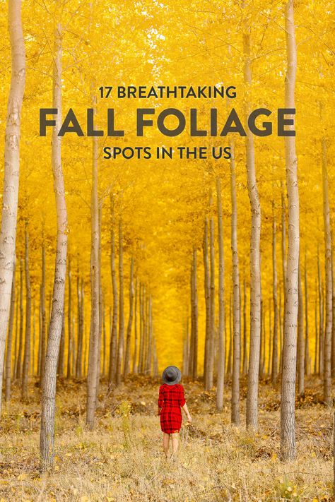 17 Places to Visit in November in USA for Fall Foliage // Local Adventurer #fall #fallfoliage #usa #travel #autumn #trees #leaves #orange Traveling America, October Travel, Fall Adventures, Travel Autumn, Rv Trips, Autumn Travel, Travel Oregon, Usa Roadtrip, Road Trip Places