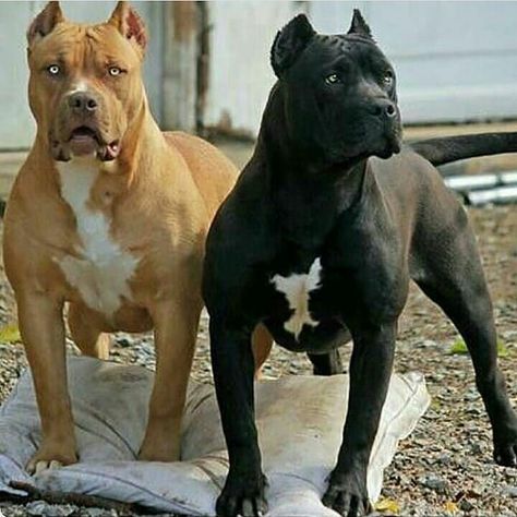 🖤 #pitbull #beauty #beast Pitbull Dog Breed, Black Pitbull, Games For, Bully Breeds Dogs, Pitbull Pictures, Scary Dogs, American Pitbull, Bully Dog, Pitbull Puppies