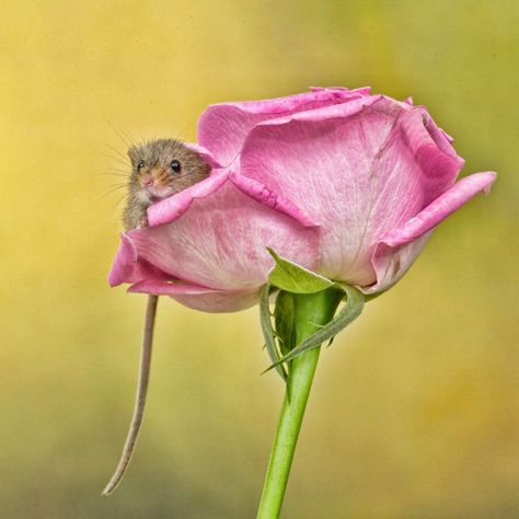 Harvest Mice, Harvest Mouse, Smelling Flowers, Cute Pics, Warm Fuzzies, Mouse Rat, Watercolor Flower Art, Animal Pics, Animals Artwork