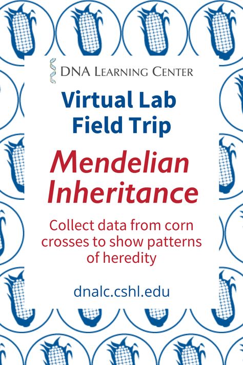 Genetics Project High School, Mendel Genetics, Biology Activities High School, Plant Genetics, Science Genetics, Health Science Classroom, Mendelian Genetics, Teaching Cells, Mendelian Inheritance