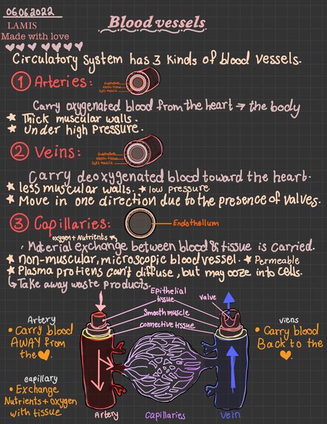 Blood Anatomy Notes, Blood Notes Anatomy, Blood Anatomy And Physiology, Circulatory System Notes, Blood Vessels Anatomy, Phlebotomy Study, Learn Biology, Medical School Life, Nursing School Motivation