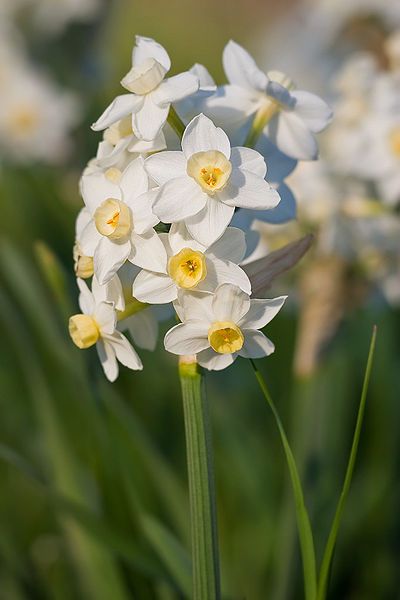 Fragrant narcissus or jonquils look lovely paired with blue Siberian squill December Flower, December Birth Flower, Bulbous Plants, Fall Bulbs, Flower Guide, Poisonous Plants, Flower Meanings, 22 December, Seasonal Flowers