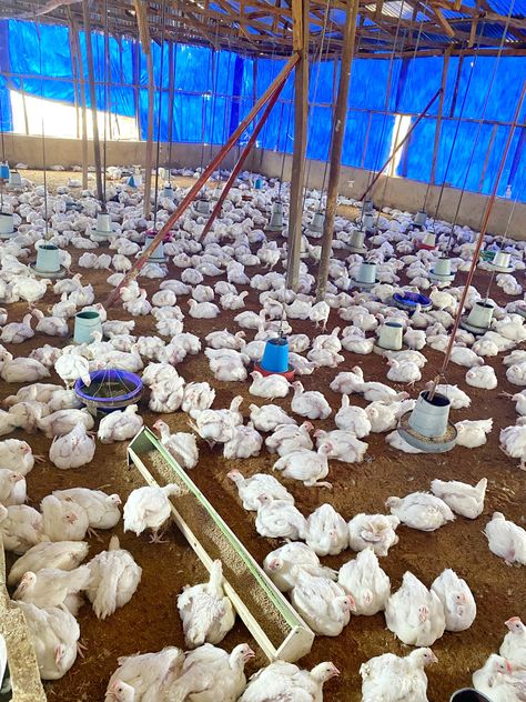 Poultry Farm Buildings, Agriculture Pictures, Poultry Farm Design, Chicken Coop Garden, Chicken Shed, Commercial Greenhouse, Broiler Chicken, Earth Bag Homes, Poultry House