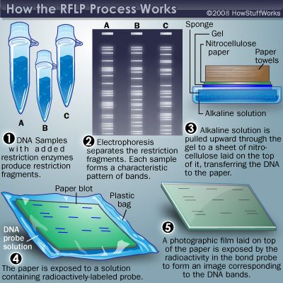 Creating a DNA Profile | HowStuffWorks Microbiology Study, Pioneer Woman Meatloaf, Dna Technology, Molecular Genetics, Study Biology, Medical Laboratory Science, Biomedical Science, Biology Lessons, Teaching Biology