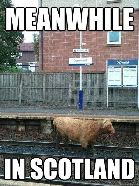 Scottish Quotes Funny, Scottish Funny, Scottish Humor, Scotland Funny, Scottish Quotes, Scotland Memes Funny, Irish Memes Hilarious, Beautiful Scotland, Scotland Forever