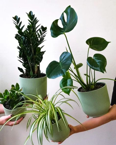 Discover the top 5 best indoor plants for low maintenance and air purification, including Snake Plant, Pothos, Spider Plant, Peace Lily, and ZZ Plant. Perfect for beginners! Plants For Air Purification, Water Indoor Plants, Planters Diy, Spider Plant, Zz Plant, Best Indoor Plants, Self Watering Planter, Peace Lily, Spider Plants