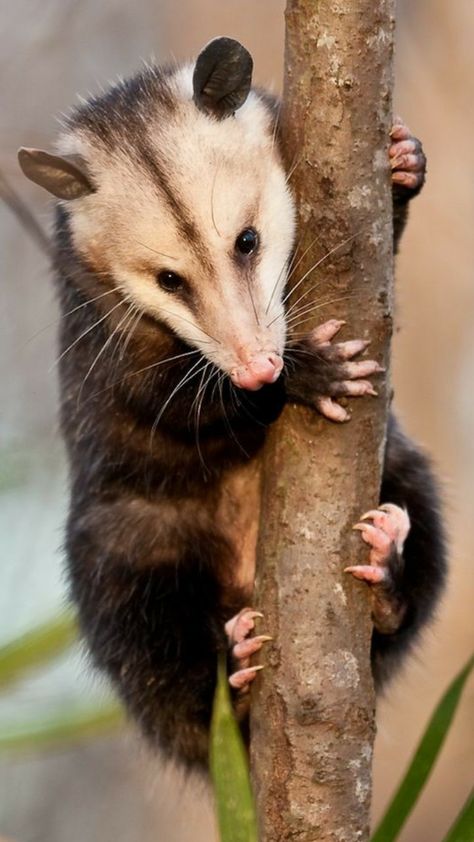 Awesome Possum, American Animals, Hxh Characters, Animal Study, Silly Animals, Woodland Creatures, Animal Photo, Creature Design, The Edge