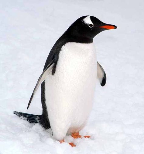 Fun Facts About Penguins, Penguin Images, Penguin Pictures, Gentoo Penguin, Wildlife Pictures, Penguin Love, Flightless Bird, Endangered Animals, Animal Facts