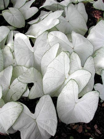 ~Caladium, Moonlight White Plants, White Leaves, Moon Garden, Night Garden, White Gardens, Shade Plants, Shade Garden, Dream Garden, Indoor Garden