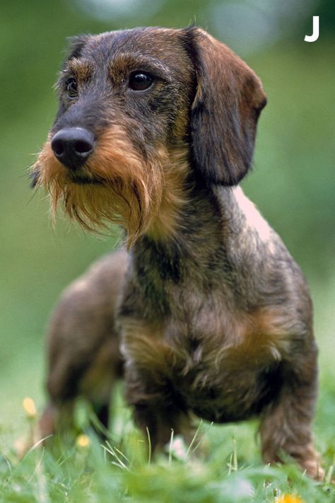 Si vous recherchez une race de chien atypique, par son physique et son caractère, le teckel saura vous séduire ! À l'origine chien de chasse, grâce à ses qualités de courage, de détermination et sa morphologie, il est aujourd'hui un formidable chien de compagnie. Il existe trois types de teckel : le teckel à poil ras, à poil dur et à poil long. Contrairement à ce que sa petite taille laisse supposer, le teckel est un chien actif ! Il a besoin de se dépenser tous les jours à l'extérieur. Animals