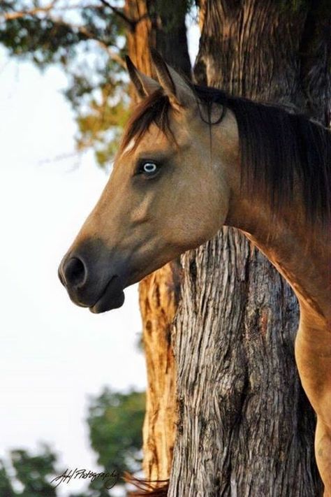 Aesthetic Printouts, Beautiful Horses Photography, Beautiful Horse Pictures, Horse Inspiration, Paint Horse, Horse Aesthetic, Most Beautiful Horses, Baby Horses, Most Beautiful Animals