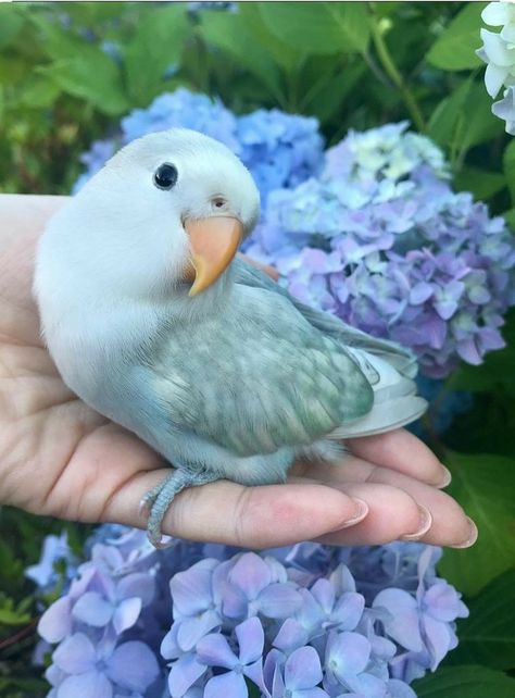 Blue Person, Animale Rare, Pretty Animals, Pet Bird, Nail Polish Designs, Cute Animal Photos, Pretty Birds, Cute Birds, Cute Creatures