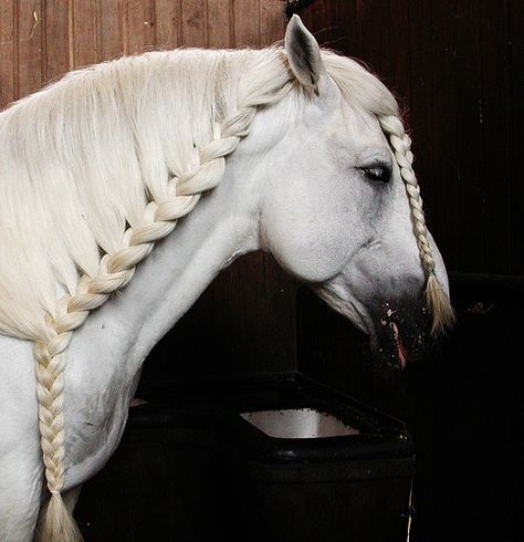 Explore (Nathanael.Archer)'s photos on Flickr. (Nathanael.Archer) has uploaded 3312 photos to Flickr. Horse Mane Braids, Horse Hair Braiding, Horse Braiding, Horse Mane, Horse Grooming, Majestic Horse, All The Pretty Horses, Horse Crazy, Draft Horses