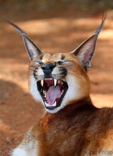 Caracal Fursona, Baby Caracal, Caracal Cat, Laughing Animals, Rare Cats, Savannah Cat, Types Of Cats, Cat Pose, Cat Family