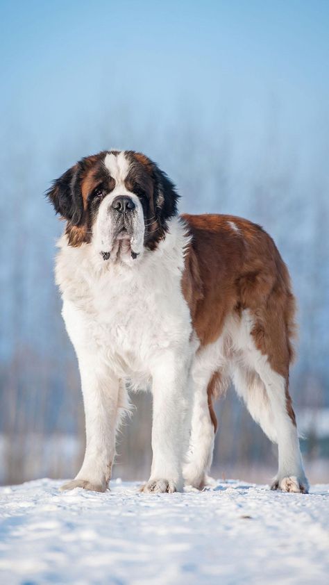 Ups Driver, Saint Bernard (dog), St Bernard Puppy, Dog Hero, Puppy Find, St Bernard Dogs, Bernard Dog, Street Dogs, Postal Worker