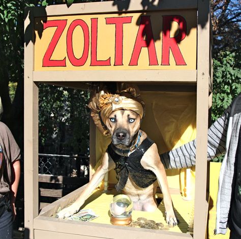 Zoltar | The 70 Best Costumes At New York City's Most Important Dog Costume Competition Pet Psychic, Dogs Halloween, Dog Parade, Clever Halloween, Clever Dog, Halloween Parade, Pet Halloween Costumes, Dog Halloween Costumes, Pet Dress