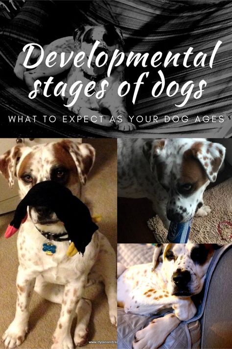 Puppy Stages, Puppy Barking, Stages Of Development, Mental Development, Developmental Stages, Dog Ages, Developmental Milestones, Dog Years, Cute Little Puppies