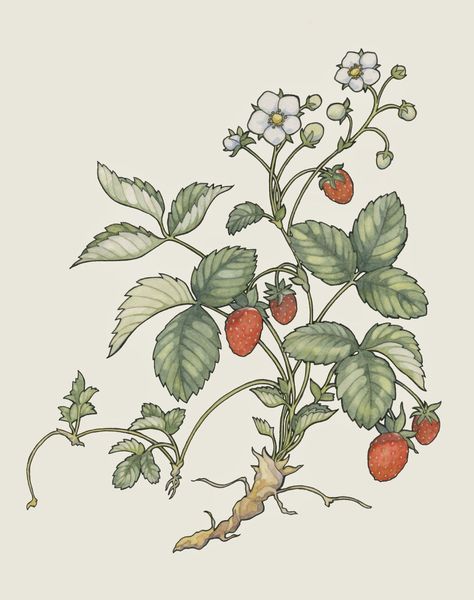 Strawberry Plant Drawing, Plant Drawing Easy, Bush Drawing, Strawberry Drawing, Plant Sketches, Strawberry Plant, Jan Brett, Strawberry Art, Sweet Drawings