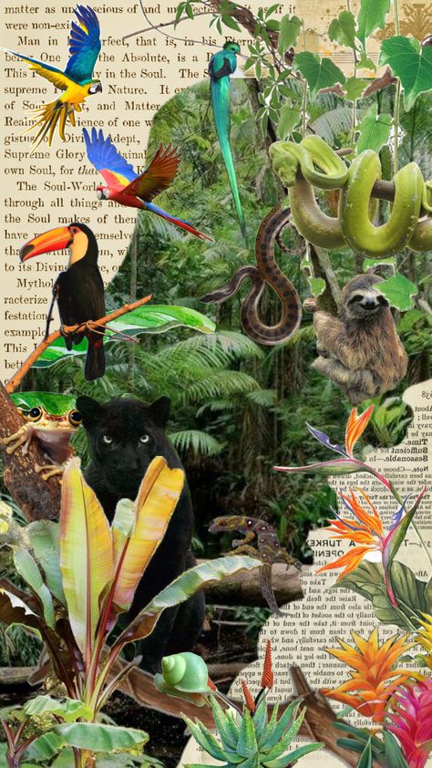 Jungle Animal Art, Mother Earth Art, Wildlife Wallpaper, Wild Animal Wallpaper, Jungle Life, Wildlife Biologist, Wild Jungle, Nature Collage, Rainforest Animals