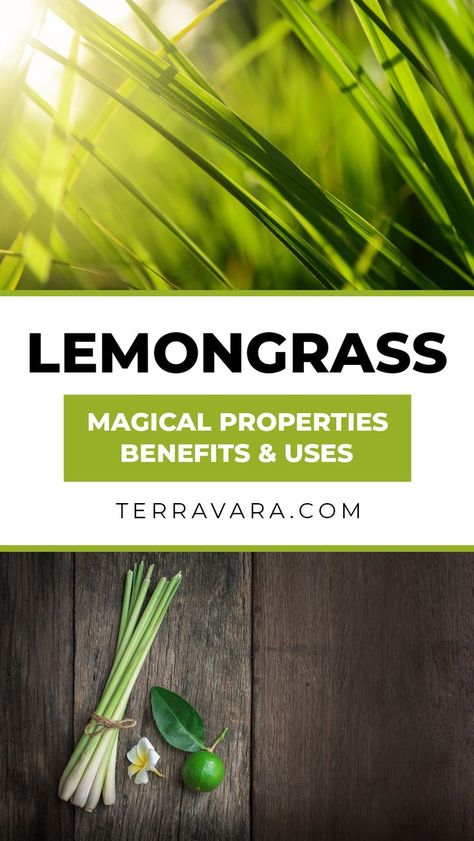 Lemongrass magical properties. Lemon Grass Magical Properties, Lemon Grass Plant Benefits, Lemon Grass Benefits, Lemongrass Essential Oil Benefits, Lemongrass Plant, Witch Herbs, Lemongrass Tea, Medical Herbs, Plant Benefits