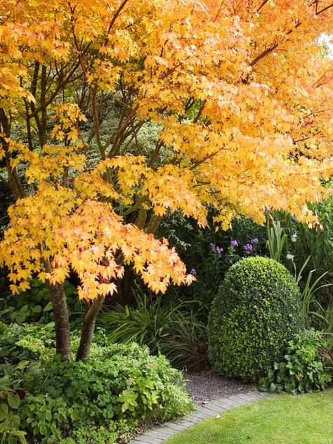 Sango Kaku, Coral Bark Maple, Coral Bark Japanese Maple, Asian Garden, Japanese Maple Tree, Acer Palmatum, Japanese Maple, The Coral, Maple Tree