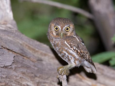 Elf Owl (Micrathene whitneyi) Elf Owl, Owl Species, Worlds Smallest, Cactus Drawing, Nocturnal Birds, Owl Photography, Small Owl, Desert Colors, State Birds