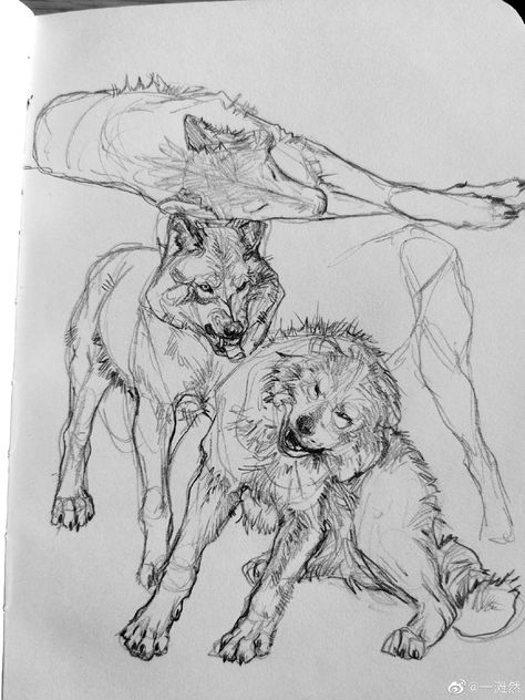 Wolf Standing On Hind Legs Drawing, Wolf Laying Down Drawing Reference, Scared Dog Drawing, Wolf Laying Down Drawing, Wolf Laying Down, Wolf Drawing Sketch, Wolves Drawing, Wolf Sketches, Wolf Reference