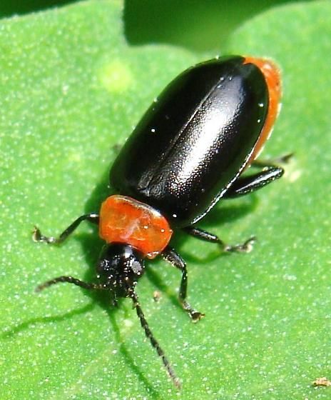 Spinach Flea Beetle - Disonycha xanthomelas - BugGuide.Net Flea Beetles, Insect Species, Beetles, Spiders, Spinach, Insects, Animals