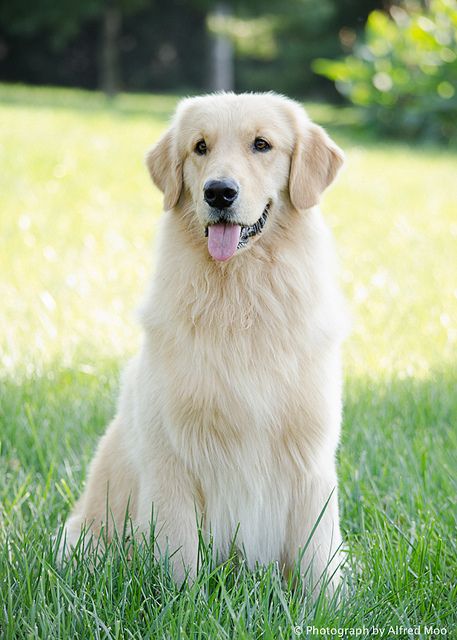 golden retriever Light Golden Retriever Puppy, Light Colored Golden Retriever, Golden Retriever Light Color, Light Golden Retriever, Blonde Golden Retriever, Golden Retriever Light, Golden Retriever Colors, White Golden Retriever, Perros Golden Retriever