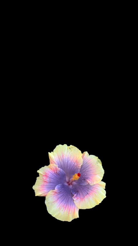 #flowersaesthetic #hibiscusflower #wallaper #flower Habisquis Flower Wallpaper, Flower Wallpaper Black Backgrounds, Flower Wallpaper Purple, Hibiscus Flower Wallpaper, Tiktok Content, Purple Hibiscus, Flower Wallpapers, Flowers Petals, Nothing But Flowers