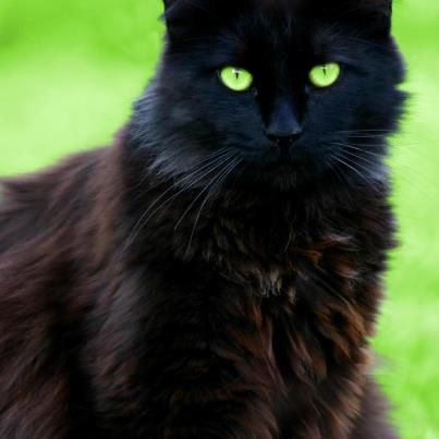 Neon Green Eyes Fluffy Black Cat, Fantasy Mystery, Magical Books, Black Kitty, Celtic Mythology, Deeper Meaning, Black Cat Art, Black Cat Eyes, Black Kitten