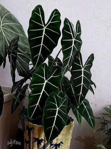 Plant Goals, Plants Are Friends, Indoor Gardens, Plant Aesthetic, Home Indoor, House Plants Decor, House Plants Indoor, Pretty Plants, Plant Lady