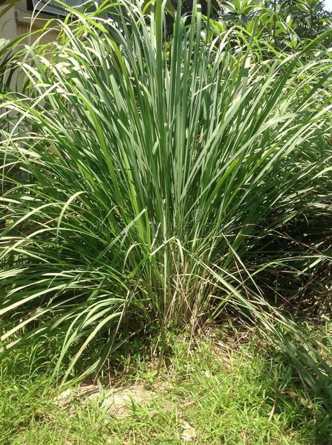 Lemon Grass Plant, Cymbopogon Citratus, Lemongrass Plant, Plant Pictures, Medicinal Plants, Yard Ideas, Tropical Plants, Branding Inspiration, Lemon Grass