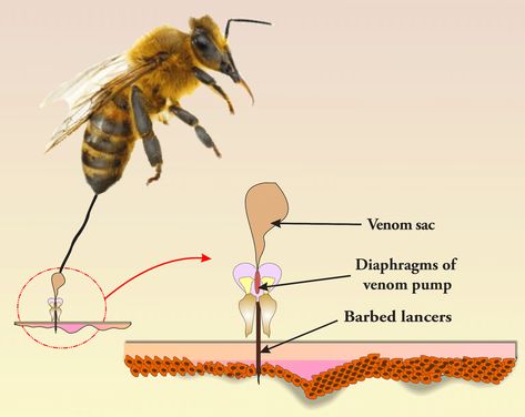 BEE VENOM BENEFIT   (1) Contains peptides, enzymes, and other components that have been found to have anti-inflammatory effects. These properties can be harnessed to develop treatments for inflammatory conditions such as arthritis and certain skin disorders. #beevenom #beekeeping Bee Venom, Skin Disorders, Bee Keeping, Venom, Bee, Skin