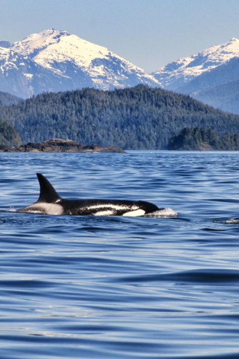 Welcome to Vancouver Island – a nature lover's paradise! 🏞️ From Victoria's historic charm to the untamed beauty of Tofino's rugged coast, this island is a symphony of diverse ecosystems and wildlife! 🦅🐻 Get ready for grizzly bears, marine safaris and whale watching!🚤 Prepare to be enchanted by this island's incredible beauty! 🌊 #Canada #VancouverIsland #BC #Whales #Grizzlies #Tofino #Victoria West Coast Canada, Tofino British Columbia, Victoria Vancouver Island, Tofino Bc, Victoria Bc Canada, Victoria Island, Grizzly Bears, Canada Road Trip, Western Canada