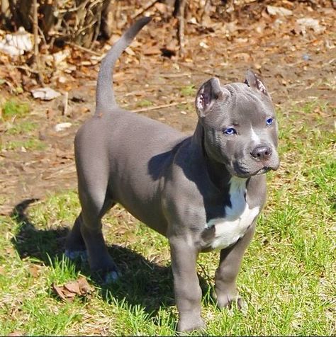 Bully Xxl, Pit Puppies, Blue Pitbull, Pitt Bulls, Bully Breeds Dogs, American Pitbull, Pitbull Puppy, Bully Dog, Bull Terriers