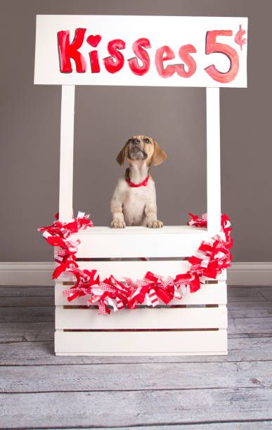 Dog Birthday Parties, Dog Birthday Photoshoot, Valentines Dog, Puppy Photography, Valentines Day Dog, Pet Hotel, Sunset Magazine, Dog Grooming Business, Dog Photoshoot