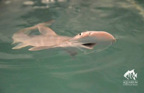 Adorable Baby Sharks Sea Puppies, Bonnethead Shark, Shark Pics, Silly Sharks, Hammerhead Sharks, Shark Stuff, Shark Pictures, Shark Bait, Hammerhead Shark