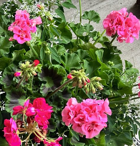 How to Plant Geraniums in Pots Wintering Geraniums Indoors, Geraniums As Houseplants, How To Harvest Geranium Seeds, Collecting Geranium Seeds, Zonal Geraniums, Growing Geraniums, Strawberry Pots, Potted Geraniums, Pink Geranium