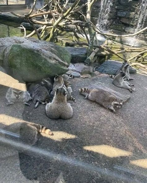 The way this raccoon is just casually sitting down. Chaotic Pictures, Trash Panda, Light Of My Life, Good Old, Instagram Accounts, Instagram Account, Fur Babies, Too Much, Something New