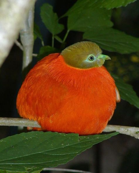 The orange fruit dove (Ptilinopus victor) is a species of bird in the pigeon family Columbidae. One of the most colorful doves, the male has a golden olive head and elongated bright orange "hair-like" body feathers. 🌎 National Geographic 🌎 Colorful Creatures, Fruit Dove, Weird Birds, Pigeon Breeds, Happy Eyes, Amazing Animal Pictures, The Pigeon, Unusual Animals, Orange Fruit